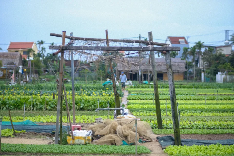 Khu sơ chế và cân hàng